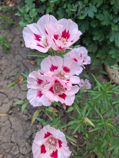 This is a close-up, eye-level, outdoor photograph of several pink and white flowers with red markings. The flowers are in the foreground and are in focus. They appear to be Godetia flowers, also known as satin flowers or farewell-to-spring. The flowers have five delicate petals with ruffled edges, and each petal is predominantly white with a vibrant fuchsia or deep pink blotch near the center. The stamens are thin and yellow. The flowers are arranged in a cluster on thin green stems. In the background, out of focus, are green leafy plants and dry, cracked soil. There are also a few small, green, bud-like structures visible on some of the stems. The lighting suggests it is daytime, possibly overcast or in shade. The scene is located in Gorkovskiy, Russia. There are no people or animals in the image.
