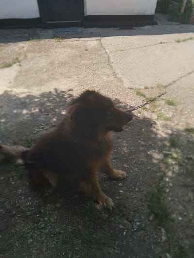 The image, captured in Журавское сельское поселение, Ukraine, features a medium to large-sized dog with long, brown fur, lying on a concrete path. The dog is seen from an overhead perspective, with its head slightly raised and turned, mouth open with its tongue slightly extended, suggesting it is panting or relaxed. A metal chain is visible near the dog's neck, extending towards the upper left, indicating it is tethered.
The ground surface is a mix of concrete path on the left and center, showing cracks and some sparse weeds, and a dirt area with grass on the right. Strong shadows are cast on the ground, particularly in the lower right, implying bright sunlight and a clear day, likely during morning or afternoon hours. In the far left background, a portion of a white building with a dark-colored door or window frame is visible. No text is discernible in the image.