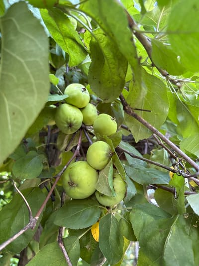 A close-up, eye-level shot captures a cluster of unripe, green apples growing on a tree branch amidst lush green foliage. The apples are small and round, with some showing faint indentations where the stem attaches. The leaves are vibrant green, with some showing subtle veins and minor imperfections. The branches are slender and brown, with a few twisted elements suggesting natural growth or possibly pruning. Sunlight filters through the leaves, creating soft lighting and a natural, outdoor ambiance. The overall scene evokes a sense of nature and the early stages of fruit development. There is no visible text in the image. The setting is likely outdoors in a natural environment, possibly a garden or orchard, given the presence of fruit-bearing trees. The time of day appears to be daytime, with the soft light indicating it could be morning or late afternoon. The weather seems pleasant, conducive to plant growth. The location is identified as Zubov, Russia.