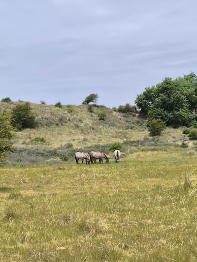 The image depicts a landscape with three horses grazing in a field. The scene is composed of a grassy foreground, a hilly midground covered in vegetation, and a pale sky. The horses are primarily gray with dark legs and manes. They are positioned in the middle ground, grazing in the short grass. The background features a sand dune covered in grass, shrubs, and scattered trees. A large tree with dense foliage is on the right. The location is Zandvoort, Netherlands.