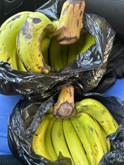 The scene, located in Unguwar Gaya, Nigeria, displays two distinct bunches of plantains or bananas, primarily green with yellow hues and scattered brown blemishes. Each bunch is contained within a crinkled black plastic bag. The upper bag partially covers the top bunch, exposing a prominent brown stem. The lower bag similarly holds another bunch, also featuring a prominent brown stem, and rests below the first. Both bagged items are situated on a surface covered by a blue fabric material. No individuals are visible.