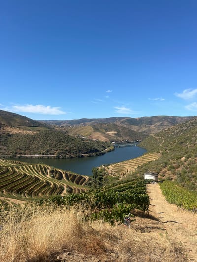 This image captures a panoramic, high-angle view of the Douro River Valley, characteristic of the landscape near São João da Pesqueira, Portugal, under a clear blue sky. The sky occupies the upper third of the frame, exhibiting a deep blue hue with a few sparse, thin white clouds near the horizon line.
In the immediate foreground, dry, golden-brown grass and sparse, low-lying vegetation cover a sloping terrain. Below this, extensive terraced vineyards dominate the mid-ground, descending steeply towards the river. These terraces feature distinct, curvilinear rows of vibrant green grapevines. On the right side of the vineyard area, a white, cylindrical structure, likely a water tank or cistern, with a dark, flat top is visible. A narrow, unpaved path winds through the vineyards.
The mid-ground features a wide, dark blue-green river, presumably the Douro, curving through the valley. A light green/grey multi-arched bridge spans the river to the right. A road or railway line parallels the river on the opposite bank. The valley sides are steep, covered in a mix of terraced vineyards and natural, dense green vegetation.
In the background, rolling hills extend into the distance, appearing progressively lighter and hazier due to atmospheric perspective. Clusters of small buildings are discernible on a distant hillside on the left. No individuals, specific actions, or interactions are visible within the scene. The overall environment suggests a sunny, dry climate.