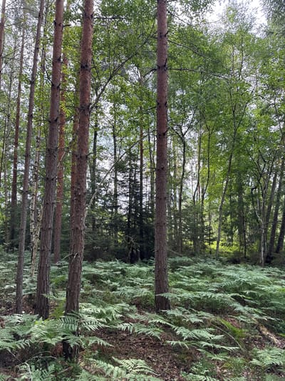 The image depicts a dense forest floor covered with lush green ferns in Svinninge, Sweden. Tall, slender trees, primarily pines and birches, with rough, textured bark, dominate the scene, their branches forming a canopy that filters the sunlight. The ground is a thick carpet of ferns, interspersed with fallen leaves and twigs. In the background, the forest continues, with more trees and varying densities of foliage, creating a sense of depth. The overall impression is one of a natural, undisturbed woodland environment. There are no people or animals visible in the image.