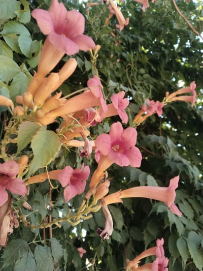 The image is a close-up, eye-level shot of trumpet-shaped, salmon-pink flowers, possibly from a Trumpet Vine (Campsis radicans), growing in a dense green foliage background. The flowers are clustered on a vine, with some in full bloom and others as unopened buds or wilting. The petals are delicate and slightly ruffled, and the interiors of the open flowers reveal a lighter pink hue. The vine is intertwined with thick, green leaves, creating a lush, natural setting. In the bottom left corner, a dried, brown leaf hangs limply, contrasting with the vibrant flowers and green leaves. The scene appears to be outdoors, with dappled sunlight filtering through the foliage, creating highlights and shadows. The image does not provide enough information to determine its specific location within the city of Yangiabay, Uzbekistan.