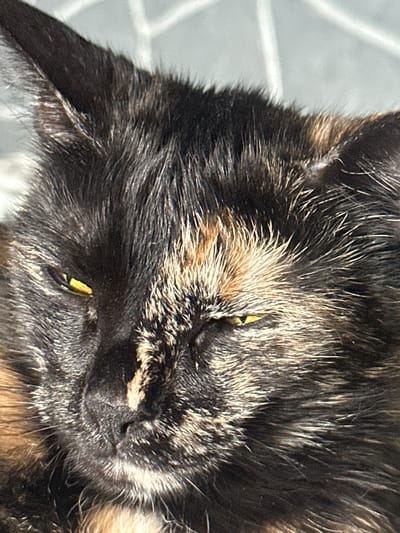 This is a close-up, downward-angled shot of a tortoiseshell cat's face. The cat's fur is dense and appears to be a mix of black, brown, and tan colors, with some strands catching the light and appearing lighter. The cat's eyes are partially closed, revealing slitted pupils with a bright yellow-green iris. The cat's expression could be interpreted as relaxed or sleepy, with the slight tilt of its head and narrowed eyes. The background is out of focus, but appears to be a light-colored, textured surface, possibly a tiled floor or a blanket. The lighting suggests it is daytime, as there is strong illumination casting shadows and highlighting the texture of the fur. No text is visible in the image. The image was taken in Ozerki, Russia.