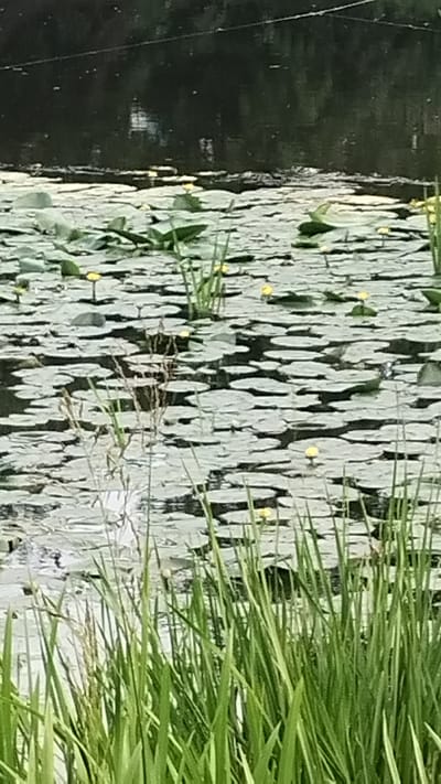 The image depicts a natural scene with a body of water covered in lily pads and surrounded by tall green grass. The water is dark and reflects the shapes of the lily pads, creating a somewhat abstract pattern of light and dark. Small yellow flowers are scattered among the lily pads. The grass is vibrant green and appears to be growing along the edge of the water. The perspective of the image is from above, looking down onto the water and grass. It appears to be a daytime scene, likely outdoors, with the natural lighting suggesting fair weather. There are no people or man-made objects visible in the frame, emphasizing the natural setting. The overall mood is peaceful and serene, highlighting the beauty of nature. The image is oriented vertically, as if taken from a higher vantage point and rotated. The location context is Khmilnyk, Ukraine, which suggests a possibly rural or park-like environment.