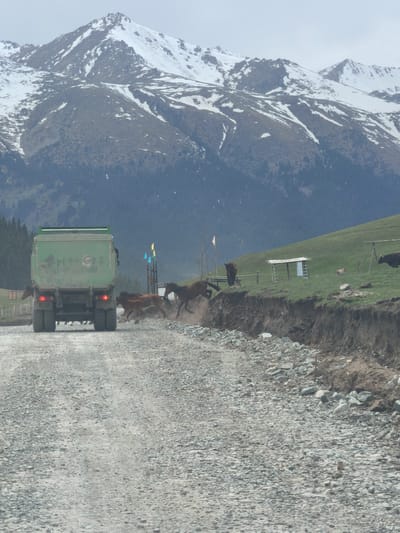 The scene is in Grigor'yevka, Kyrgyzstan. A green dump truck is traveling on a gravel road. In front of the truck, three horses are jumping over the edge of a small cliff onto the road. Behind the horses is a grassy field with a small white building and a few other horses and cows. In the background are snow-capped mountains.