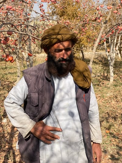 An adult male stands outdoors in what appears to be an orchard in Bazar-e Panjva'i, Afghanistan. The subject is an individual with a dark, full beard and mustache, wearing a light-colored long-sleeved garment under a dark, quilted, zippered vest. A multi-layered brown turban is wrapped around his head, with a portion draped over his right shoulder. His left hand rests on his hip. The man is looking downwards and to his right, away from the camera. The background consists of multiple deciduous trees with bare branches heavily laden with numerous ripe, reddish-orange fruits, consistent with persimmons. The ground beneath the trees is covered with dry, fallen leaves and some scattered debris. Sunlight casts distinct shadows across the man's face and clothing, as well as on the ground.
