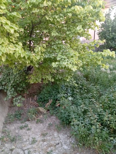 A medium shot captures an outdoor scene dominated by lush green foliage. A large tree with light green leaves is prominent in the upper portion of the frame, its branches reaching across the image. Below the tree, dense green undergrowth covers the ground. A light-colored wall or structure is visible on the left edge of the frame. The ground appears to be a mix of dirt and some rocks, with dry grass and weeds interspersed among the green plants. The scene suggests a natural, possibly overgrown setting. The lighting indicates it is daytime, with diffused light suggesting it might be overcast or late afternoon. No people or text are visible. The location context provided is Shofirkon, Uzbekistan, which hints at a potentially rural or suburban outdoor environment.