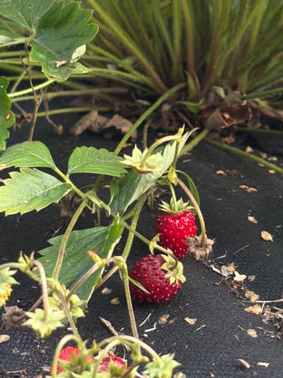 A close-up, outdoor, low-angle shot shows ripe strawberries growing on a plant in what appears to be a garden or field. The strawberries are a vibrant red, with visible seeds on their surface. The plant has green leaves and some dried brown leaves, suggesting it might be late summer or early fall. The background is a dark, textured surface, possibly landscape fabric, with some scattered debris like small twigs and seed husks. The lighting is natural, indicating daytime. There is no visible text. The scene is set in Chaykovsky, Russia. The image focuses on the fruit and foliage of the strawberry plant, with no people present.