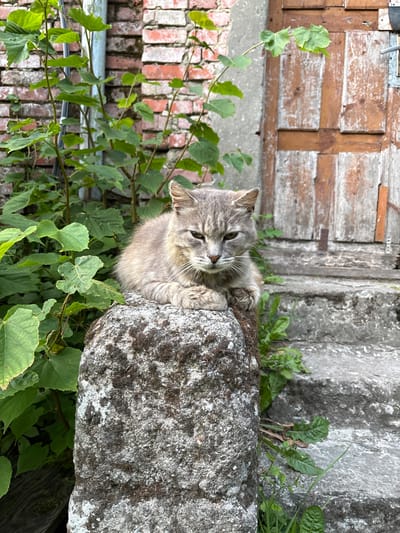 A medium shot shows a grey tabby cat sitting on a rough, moss-covered stone pedestal in front of a weathered wooden door. The cat is facing the camera, with its paws tucked under its chest. Its fur is fluffy, and its eyes are partially closed. To the left of the cat, lush green foliage grows around a brick wall. The background consists of the brick wall and the door, which appears to be made of several vertical wooden planks. The stone steps leading up to the door are visible on the right side of the image, with some weeds growing between the cracks. The overall scene suggests an outdoor setting in a rustic or overgrown environment.
