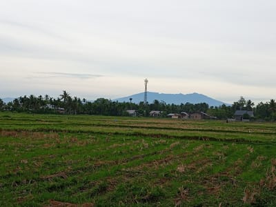 This image depicts a rural landscape in Kruengjuli Timu, Indonesia. In the foreground, a harvested rice field displays rows of dry straw and green regrowth, divided by irrigation channels. In the midground, several houses with dark roofs are nestled among lush green trees, including palm trees. A tall telecommunications tower stands prominently in the distance, in front of a large, hazy blue mountain range under a pale, overcast sky. Several white birds are visible in the rice fields.