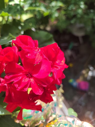 A cluster of bright red flowers is in sharp focus in the foreground of this image, with a blurred background of greenery and out-of-focus objects. The flowers appear to be a type of geranium, with ruffled petals. The lighting suggests it is daytime, with sunlight casting highlights on the petals and creating a bokeh effect in the background. The out-of-focus elements in the background include what appear to be colorful plastic items and possibly some garden decorations. There is no visible indication of the specific location being Soisy-sous-Montmorency, France.