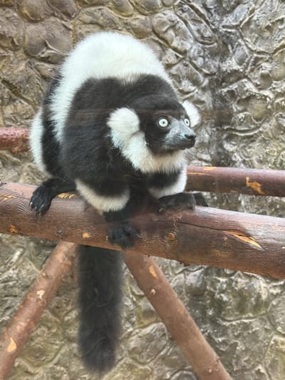 A black and white ruffed lemur is perched on a wooden branch against a stone wall. The lemur is facing to the right with its body angled slightly towards the viewer. Its fur is primarily black with distinct white markings on its head, chest, and tail. Its eyes are wide and light blue, giving it a startled expression. The lemur's paws are visible, gripping the branch. The background is a textured stone wall, likely part of an enclosure or habitat. The image does not depict any part of Akatovo, Russia.