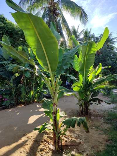 In Lancokpanteara, Indonesia, a sandy path is bordered by lush banana trees and palm trees under a bright, sunny sky. The foreground is dominated by a young banana plant with large, vibrant green leaves, some catching the sunlight. To the right, another banana plant stands, taller and fuller. In the middle ground, a person is visible riding a scooter on a road in the distance. The ground is sandy with patches of dry leaves and grass. The environment suggests a tropical, rural setting.