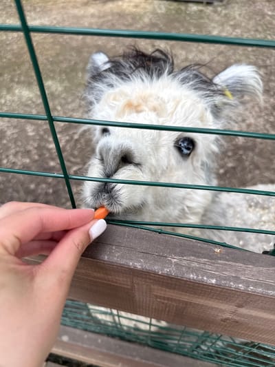 A medium shot depicts a white dog with black markings being hand-fed a piece of orange food, potentially a carrot. The dog is located behind a green metal wire fence with a wooden post. A hand with a white-tipped fingernail is holding the food item. The setting appears to be outdoors, with a textured, light-colored ground visible behind the dog. The image was taken from an elevated position looking down into the enclosure. The location is identified as Lapshinka, Russia.