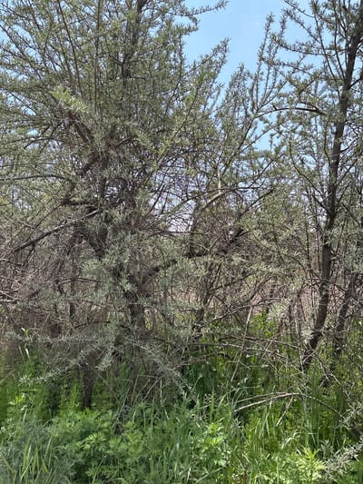 The image depicts a dense thicket of thorny, gray-green deciduous trees with sparse foliage against a clear blue sky. The lower portion of the image is filled with vibrant green grass and other low-lying vegetation. The scene appears to be an outdoor, natural environment, likely in a rural or semi-natural area, with no visible signs of urban infrastructure. The lighting suggests it is daytime. The specific location in Tsamakaberd, Armenia, is not visually identifiable from the image content itself, as there are no landmarks or contextual clues to suggest this geographical origin. The image is a still photograph with no discernible action or interaction occurring.