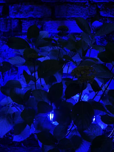 A close-up, dimly lit, vertical shot captures the dark green foliage of a plant illuminated by bright blue lights. The plant's leaves, some with serrated edges, are silhouetted against a textured, dark blue brick wall in the background. The lighting creates a dramatic, almost mysterious atmosphere. The image was taken in Chermen, Russia, where such lighting might be used for aesthetic or decorative purposes, perhaps in a garden or outdoor space. There are no people visible in the scene, and the focus is entirely on the interplay of light and shadow on the plant and the wall. The overall impression is one of a still, nocturnal scene, where the artificial blue light transforms the natural elements into something otherworldly.