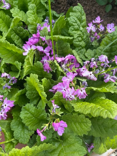 A close-up, high-angle shot captures a vibrant plant featuring numerous textured green leaves and clusters of purple and white flowers, likely in Shud'ya, Russia. The leaves are broad, deeply veined, and have crinkled surfaces with scalloped edges, indicating healthy growth. The flowers, with five petals each, display a gradient from deep purple on the edges to lighter purple or white centers. Some flowers appear fresh and fully bloomed, while others are visibly wilting or faded, showing signs of aging. The plant is densely packed, with the lush foliage providing a rich green backdrop for the colorful blossoms. In the background, dark soil or ground is visible, suggesting an outdoor garden or a large planter. A thin blade of green grass diagonally crosses the upper left portion of the frame. The scene is well-lit by natural daylight, highlighting the plant's intricate details and textures. No text is visible.