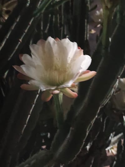 This is a close-up, dimly lit photograph of a large, white cactus flower in full bloom. The flower's petals are delicate and layered, with a faint green and pink blush at their base and tips. Several thick, dark green cactus stems, appearing ribbed and spiny, frame the flower, creating a dense, natural setting. The lighting is low, suggesting it might be evening or nighttime, and the overall mood is serene and natural. The background is dark and out of focus, emphasizing the bloom. There is no visible text.