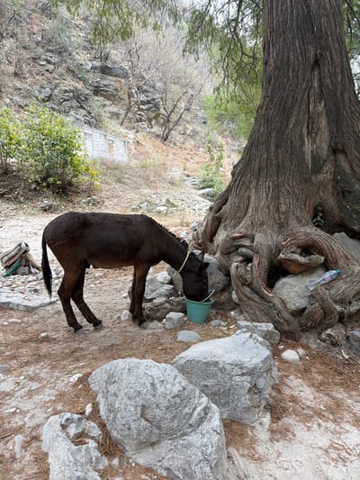 In San Miguel Atlapulco, Mexico, a dark brown equine animal, possibly a mule or donkey, stands on dry, rocky ground with its muzzle submerged in a teal-green plastic bucket, appearing to drink or feed. A light-colored rope halter is visible on the animal's head. To the animal's rear-left, a piece of pack equipment, possibly a saddle, rests on the ground. The scene is set outdoors in a dry, mountainous environment. A large tree with thick, gnarled roots occupies the right side of the frame; a clear plastic water bottle with a blue cap lies among these roots. The background consists of a steep, arid hillside featuring exposed grey rock formations, dry earth, and sparse, mostly leafless vegetation. A partial concrete structure, appearing as a wall with two open rectangular sections, is visible on the lower-left slope of the hillside. The ground around the animal is covered in light brown dirt, small pebbles, and larger grey rocks. No human subjects are present.