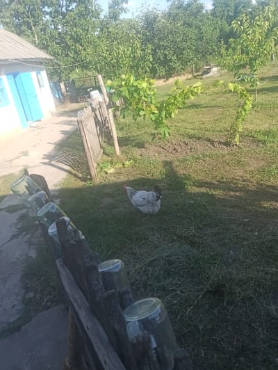 The image shows a rural yard in Moldoveanca, Moldova, on a sunny day. The scene is dominated by greenery, with trees and a vineyard visible. In the foreground, a rickety wooden structure holds several glass jars, some appearing empty. A chicken with gray and white plumage is pecking at the grass near a wooden fence. Behind the fence, a small, light-colored shed or outbuilding can be seen, with a dark-colored object, possibly a wheelbarrow or a small cart, nearby. Further in the background, part of a building with blue doors or shutters is visible. The ground is covered in grass and dirt. The overall impression is one of a simple, outdoor rural setting.