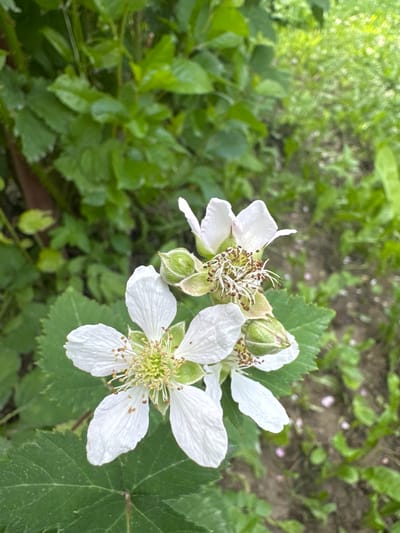 The image displays a close-up view of white flowers with delicate petals and prominent stamens, likely from a blackberry bush, situated in a natural outdoor setting. The flowers are clustered together, with some appearing fully bloomed and others in bud stages, indicated by the small green sepals. The background consists of lush green foliage and soil, suggesting a garden or wild area. The lighting suggests it is daytime, and the presence of vibrant green leaves points to favorable weather conditions, likely spring or summer. The focus on the flowers emphasizes their natural beauty and the details of their reproductive parts. There are no people, visible text, or specific time-of-day cues beyond it being daylight. The location context of Koklaisai, Kazakhstan, implies a natural environment within that region.