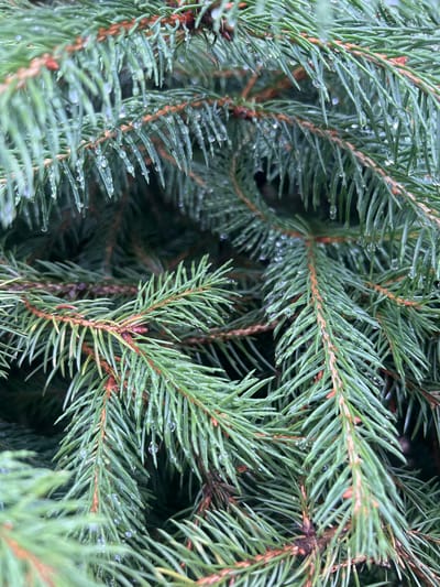 The image is a close-up, high-angle, static shot of a spruce tree's branches, focusing on the needles and the water droplets clinging to them. The needles are a vibrant green, with some showing hints of brown near the base where they attach to the branches. The branches themselves are woody and brown, with a textured surface. Water droplets of varying sizes are visible, some appearing as small beads and others as elongated streaks, glistening on the needles. The background is a blur of darker green, suggesting more branches and foliage further back. The lighting is soft and diffused, indicating an overcast or shaded environment. The scene is one of natural stillness, capturing the details of the spruce tree after a rainfall. This image was taken in the vicinity of Бучацінскі сельскі Савет, Belarus, specifically at the geographical coordinates 52.8674° N, 29.4717° E, within the region of Mogilev Oblast.