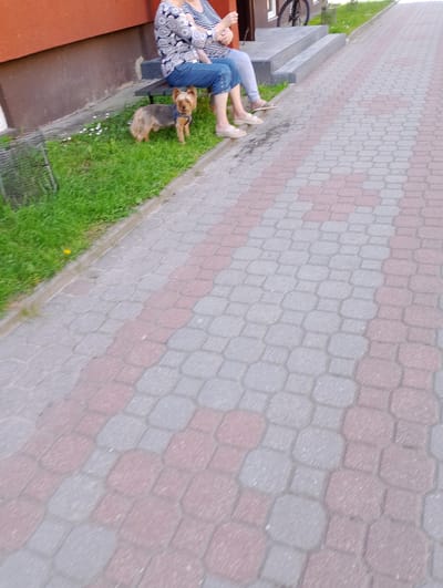 The image shows a section of a paved walkway with interlocking pavers in red and gray. A small, tan and brown dog, possibly a Yorkshire Terrier, stands on a patch of green grass to the left of the walkway. Two individuals are seated on a dark bench on the grass. One person wears a blue and white patterned shirt and blue jeans, while the other wears a striped shirt and gray pants. The background features a brown building and a set of concrete steps leading up to it. A bicycle is visible on the steps. The scene appears to be a public outdoor space in Kolno, Poland.
