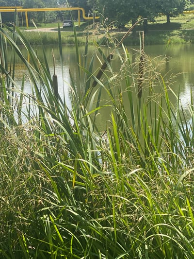 In Briceni, Moldova, a body of calm, green water is bordered by dense reeds and cattails. In the background, a white car is parked near a bright yellow pipeline structure, and trees with lush green foliage are visible under a bright sky. The foreground is dominated by the tall, green blades of reeds and cattails, with some seed heads visible. The overall scene depicts a natural setting adjacent to infrastructure, likely on a sunny day.