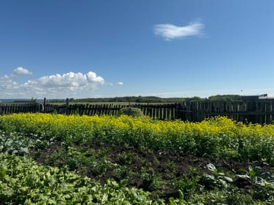 The image shows a rural garden in Maksimovshchina, Russia. In the foreground, there are several rows of vegetables, including leafy green plants like beets and cabbage, and darker soil where other crops are growing. Behind the garden, a dense field of bright yellow flowers stretches across the scene. A weathered wooden fence runs horizontally behind the flowers, separating the garden from a line of trees in the distance. The sky is a vibrant blue with a few white clouds scattered across it. The overall impression is one of a sunny, rural summer day.