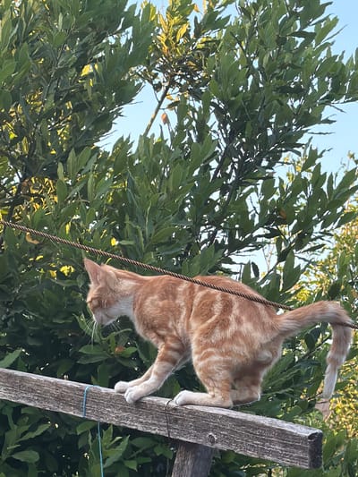 An orange tabby cat with white paws is perched on a weathered wooden beam, its body angled to the left. The cat's tail is curled upwards, resting on a taut, brown rope that stretches horizontally across the frame. Behind the cat, lush green foliage forms a dense backdrop, with sunlight filtering through the leaves, creating dappled patterns. The sky above is a clear, bright blue. The scene appears to be outdoors, possibly in the garden of a residence in Novxanı, Azerbaijan.