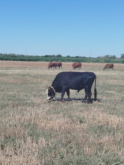 A group of cattle graze in a dry, harvested field under a clear blue sky. In the foreground, a black bull with a white face is the most prominent subject, wearing a halter. It appears to be eating from the ground. In the middle ground, several reddish-brown cows are scattered across the field, also grazing. The field is covered in stubble, indicating a recent harvest. A line of green vegetation forms the background, suggesting trees or bushes. In the far distance, a solitary cell tower is visible against the horizon. The scene appears to be set in the late morning or early afternoon, with bright sunlight casting no visible shadows, and the weather is clear and warm. There is no visible text in the image. The overall impression is one of a peaceful, rural agricultural setting.