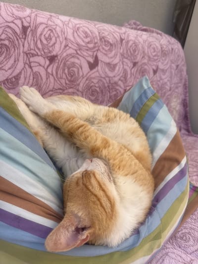 An orange and white tabby cat is curled up asleep on a striped pillow. The pillow has stripes of purple, blue, green, brown, and white. The cat's body is mostly orange with white paws and chest. Its head is tucked into its body, and its eyes are closed. The cat is lying on a pink blanket with a rose pattern. The scene appears to be indoors, likely in a home. The location is Shaar HaNegev Regional Council, Israel.