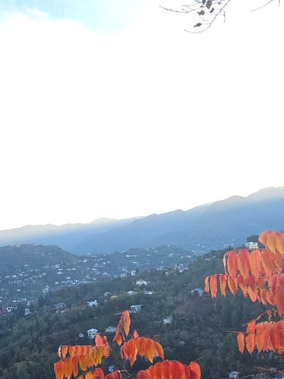 The image displays a scenic mountainous landscape, likely viewed from a high vantage point, with the provided context suggesting it is in ქვედა სამება, Georgia.
In the foreground, prominent branches with vibrant red and orange autumn leaves frame the upper right portion of the scene, indicating the fall season. On the upper left, faint, delicate branches with sparse, dark leaves are silhouetted against a bright, clear sky.
The midground features a sprawling village or town built into a green, forested hillside. Numerous small, light-colored buildings are visible, scattered throughout the dense tree cover, extending across the frame from the center towards the lower right.
In the background, successive layers of mountains or hills recede into the distance, appearing in muted shades of blue and grey, characteristic of atmospheric haze. The sky, which is particularly bright and slightly hazy, dominates the upper left part of the image, suggesting either early morning or late afternoon light.
No specific activities or people are visible, presenting a static, tranquil panorama. The weather appears clear with some distant haze. There is no visible text in the image. The overall impression is one of serene natural beauty and a peaceful rural setting within a mountainous region.