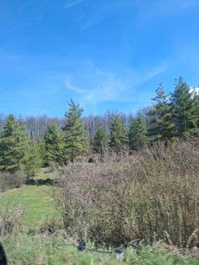 The image depicts a rural scene with a clear, blue sky occupying the left portion. To the right, a dense row of trees stretches along the landscape. Some trees are evergreen, displaying green foliage, while others are deciduous, with bare branches suggesting late autumn or early spring. Ground vegetation, primarily consisting of grass, is visible at the bottom right, slightly blurred. The image suggests movement, possibly taken from a moving vehicle. There is no indication of people or city landmarks to confirm the location within Ponor, Bulgaria. The scene overall conveys a natural landscape.