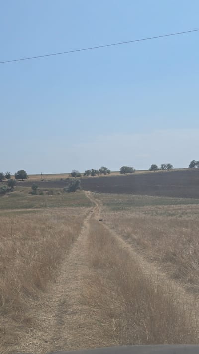 The image shows a rural landscape under a clear blue sky. A dirt road winds through dry, golden-brown grass in the foreground. In the middle ground, there is a dark, tilled field, possibly fallow land, bordered by a line of trees on a gentle slope. The horizon is marked by a faint line of trees and vegetation. The scene appears to be located in the vicinity of Novovladimirovca, Moldova, suggesting a dry, possibly summer, agricultural environment. There are no people or specific structures visible, apart from what appears to be a power line crossing the sky.