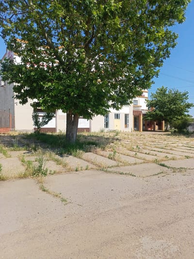 This image captures an outdoor scene in Salhany, Ukraine, on a clear, sunny day, likely in the late morning or early afternoon. The foreground is dominated by a patch of cracked concrete pavement, overgrown with dry, yellowing grass, suggesting an abandoned or neglected area. The concrete slabs are laid in a geometric pattern, with weeds and sparse vegetation pushing through the cracks.

Behind the pavement, a large tree with lush green leaves stands prominently, its trunk thick and gnarled. The tree partially obscures a two-story building with a light-colored facade. The building features several windows, some with rolling shutters, and a balcony with a brick railing supported by pillars. The roofline is partially visible, displaying an orange-tiled edge. To the right of the main building, a smaller, denser green tree is visible, and further in the background, more vegetation and a utility pole with wires suggest a rural or semi-urban setting.

There are no people or animals visible in the image. The overall impression is one of stillness and perhaps a touch of desolation, due to the overgrown and cracked pavement.

Visible text on the building includes "ПЛАТО" in red letters on a white rolling shutter, and another partially obscured word above it, possibly "СПОРТ" or similar, also in red. The setting appears to be a public space, possibly a former recreational area or the grounds of an old establishment.