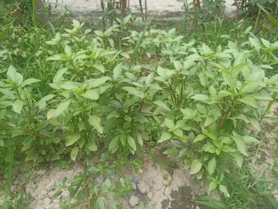 The image shows a patch of green basil plants growing in the dry, cracked earth of Chust, Uzbekistan. The basil plants are lush and healthy, with numerous leaves and stems. Some of the leaves show a slight purplish hue, characteristic of certain basil varieties. The surrounding area is sparsely vegetated with some other green plants and grasses, as well as scattered small stones and pebbles. The ground appears dry and dusty, with visible cracks indicating arid conditions. In the background, out-of-focus elements suggest a rural or garden setting, possibly with other vegetation and structures. There is no text visible in the image. The lighting suggests it is daytime, possibly late morning or afternoon, with soft, diffused light. The overall scene depicts a close-up view of herb cultivation in a natural, outdoor environment.