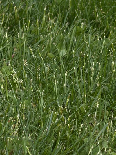The image shows a close-up view of cut green grass and clover in an outdoor setting. The scene suggests a lawn or grassy area. There is no indication of the location being in Chkalov, Armenia, nor any presence of people, objects, actions, or interactions.