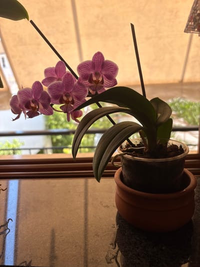 The image shows a close-up of a potted orchid plant with pink and purple striped flowers and dark green leaves. The orchid is in a clear plastic pot, which is inside a terracotta pot. The plant is placed on a reflective surface, possibly a table or windowsill, with a blurred background of outdoor scenery including greenery and a building. A light-colored fabric, possibly a blind or curtain, is visible in the upper portion of the image. The lighting suggests it is daytime. The scene appears to be indoors, by a window. There are no people or animals visible in the image. The specific location in Ilion, Greece is not determinable from the image alone.