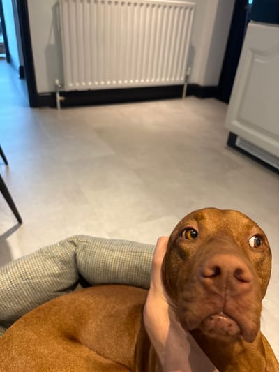 The image features a close-up of a short-haired, reddish-brown dog, likely a Vizsla, looking upwards with a curious and slightly playful expression. Its prominent snout, dark eyes, and partially open mouth are clearly visible, with a human hand gently supporting its head. The dog appears to be resting on a soft, checkered fabric, possibly a dog bed or cushion, part of which is visible under the dog's body and the hand.

The background reveals an indoor setting. On the left side, a white, horizontally-slatted radiator is mounted on a wall. Above and slightly behind the radiator, a white cabinet door is partially open. The floor, visible towards the bottom and extending to the right, is a light-colored, possibly tiled or laminate surface. Darker elements, potentially trim or furniture edges, are visible along the floor and wall junctions.

The activity depicted is an intimate moment of interaction, with a person holding or petting the dog, whose gaze is directed towards the camera or the person holding it. The notable details include the dog's engaging expression and the domestic indoor environment, suggesting a comfortable and modern home setting. There is no visible text in the image.