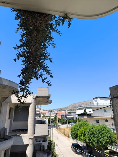 The image captures a view from an elevated perspective, looking down and across a street in a residential area of Acharnes, Greece. A large, leafy plant hangs down from an overhang in the foreground, partially obscuring the view of a concrete building under construction. The street below is lined with trees and houses, with a distant view of hills. The sky is clear and blue. Two cars are parked on the side of the street. The scene appears to be captured during daylight hours.