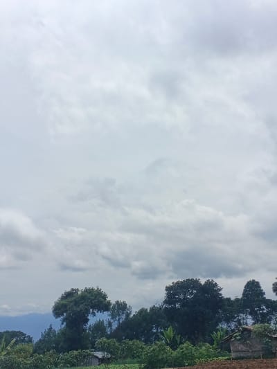 The scene depicts a rural landscape within the city of Đăk La, Vietnam, under a heavily overcast sky. The upper two-thirds of the frame are filled with dense, light gray and white stratocumulus clouds. A faint, distant range of bluish-gray mountains is visible on the far left horizon, partially obscured by atmospheric haze. The midground features a horizontal band of dense, dark green trees and foliage, comprising various species, with one large, round-canopied tree prominent on the left-center. The foreground consists of cultivated agricultural land: an area of low green crops extends across the left and center, while a distinct patch of tilled, dark brown earth occupies the right. Two small, rudimentary structures are present: one on the far right, partially obscured by vegetation, features a sloped roof, likely of corrugated material, and light-toned walls; a second, smaller structure is barely visible further left within the tree line. No individuals, animals, direct actions, or interactions are observed.