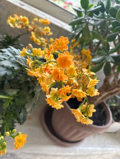 The image shows a close-up of several potted plants on a windowsill. The most prominent subject is a cluster of small, orange flowers with yellow centers, possibly Kalanchoe. These flowers hang in drooping clusters. To the left, there are large, dark green, serrated leaves of another plant, also in a pot. To the right, a jade plant with thick, fleshy green leaves is visible. The plants are placed in brown plastic pots. The background consists of a blurred window with hints of red and pink flowers visible outside, suggesting a garden or other plants. The scene is illuminated by natural light, casting soft shadows. There are no people or animals in the image. The context of Nookat, Kyrgyzstan, is not discernible from the visual information provided.