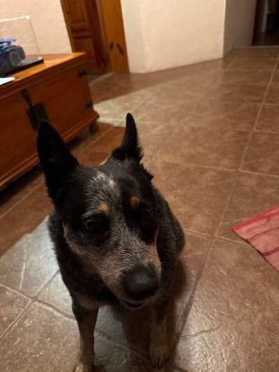 This image captures an indoor scene within a residence in Juriquilla, Mexico. The central subject is an adult dog, consistent with an Australian Cattle Dog breed, displaying a blue merle coat with black, grey, and tan markings. The dog is seated on a light brown tiled floor, looking directly forward toward the camera. Its ears are erect, and its muzzle shows noticeable grey coloration. In the background to the left, a reddish-brown wooden chest or trunk with dark metal hardware is visible. Placed atop this chest is a blue toy vehicle, possibly a truck, enclosed within a clear plastic display case. To the immediate right of the dog, on the tiled floor, a small, folded reddish-pink textile object is present. The background also reveals light-colored walls and a partially visible wooden door or door frame. The lighting suggests an interior, possibly artificially lit environment.