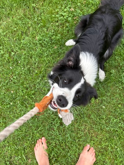 In Mārupe, Latvia, a black and white Border Collie dog is playing tug-of-war with a rope toy on a lawn. The dog is positioned in the center of the frame, facing the viewer, with the rope toy in its mouth. The dog's body is mostly visible, with its fur appearing sleek and well-groomed. Its eyes are focused on the toy, and its mouth is open, showing its teeth. The rope toy is made of braided rope and has a fuzzy section at one end. In the foreground, the bare feet of an unseen person are visible, suggesting they are holding the other end of the rope. The lawn is covered in green grass and clover, indicating an outdoor setting. The overall scene depicts a playful interaction between a dog and its owner in a natural environment.