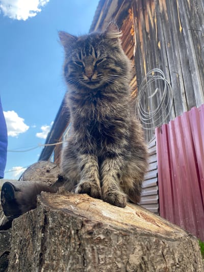 A fluffy, tabby cat rests on a rough-hewn log outdoors. Above the cat are sections of weathered wood, corrugated red metal, and a coil of wire. Below the cat and log, the sky is visible, with wisps of white clouds. The bottom of a blue shirt is visible. There is no indication this photo was taken in the city of Узяр, Russia.