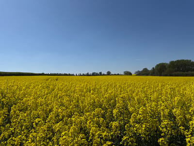 The image presents a vibrant, expansive agricultural landscape dominated by a vast field of blooming yellow rapeseed (canola) flowers under a clear blue sky. The bright yellow flowers fill the entire lower two-thirds of the frame, extending from the immediate foreground to the distant horizon. The individual plants are densely packed, with their small, yellow blossoms creating a textured and vivid carpet across the field.
At the horizon, a line of lush green trees and bushes forms a natural border between the yellow field and the sky. These trees appear varied in type, some taller and more distinct than others, and seem to be part of a woodland edge or a series of hedgerows. The sky above is a uniform, brilliant azure, completely free of clouds, indicating very clear and sunny weather. A few tiny, dark specks, likely birds, are faintly visible against the bright blue sky.
The scene depicts a serene daytime setting, characteristic of late spring or early summer when rapeseed crops are typically in full bloom. The lighting is bright and even, suggesting a calm, sunny day. The rural landscape is consistent with the provided location context of North Hertfordshire, United Kingdom. There is no visible text within the image, and no specific human activity is taking place; the focus is entirely on the natural beauty and agricultural bounty of the environment. The overall mood is one of cheerfulness and natural splendor.