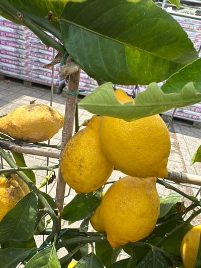 A close-up, eye-level shot captures a cluster of ripe lemons hanging from a tree branch in what appears to be an outdoor retail setting, possibly a garden center in Bad Endorf, Germany. The lemons, varying in size and ripeness, display their characteristic yellow hue, with some showing minor blemishes or imperfections on their textured rinds. They are supported by thin branches and bamboo stakes, with green wire ties securing some of the branches. Lush green leaves, some showing slight variegation, surround the fruit, casting shadows and adding depth to the composition. In the background, stacks of bagged soil or compost with pink and white labels, reading "40L BLUMENERDE," are visible, suggesting the context of a nursery or garden supply store. The ground is paved with light-colored stones, and the overall lighting indicates it is daytime. No people are present in the frame.
